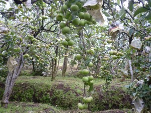 Apple plantation