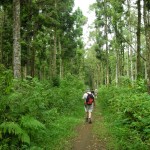 Tropical Rain Forest