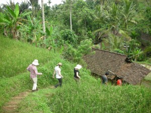Walking through rice field